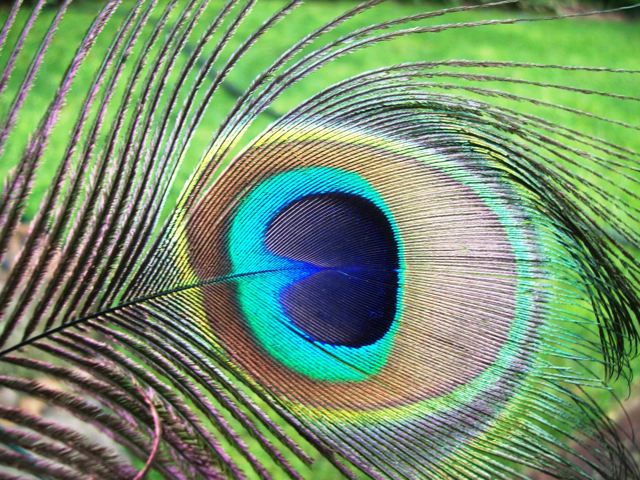 Nature's True Colors